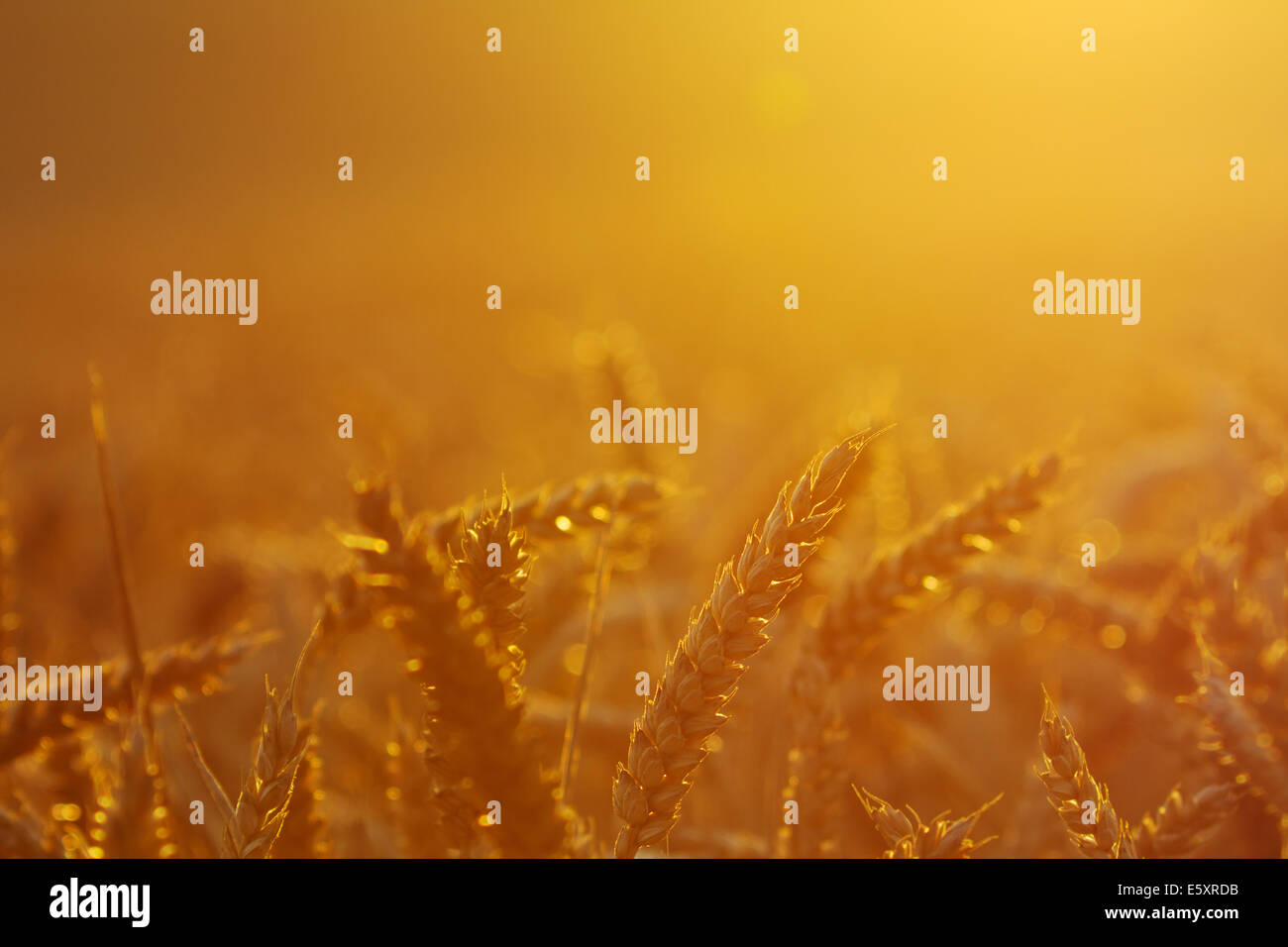 Champ de blé par le coucher du soleil, Projecteur, close-up Banque D'Images