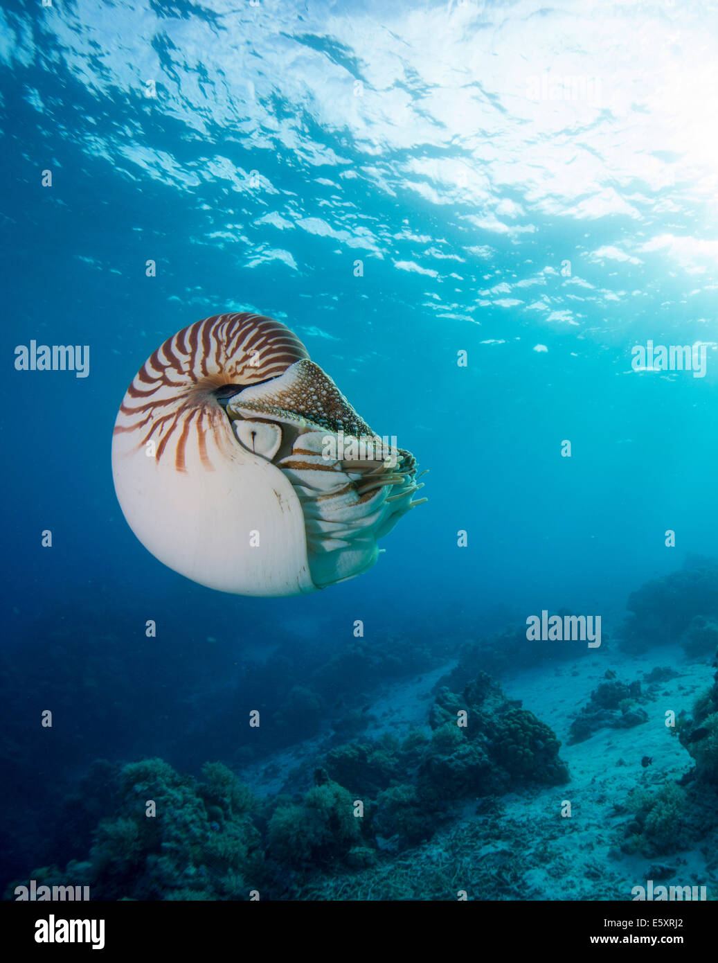 Nautilus Nautilus (belauensis), Palaos Banque D'Images