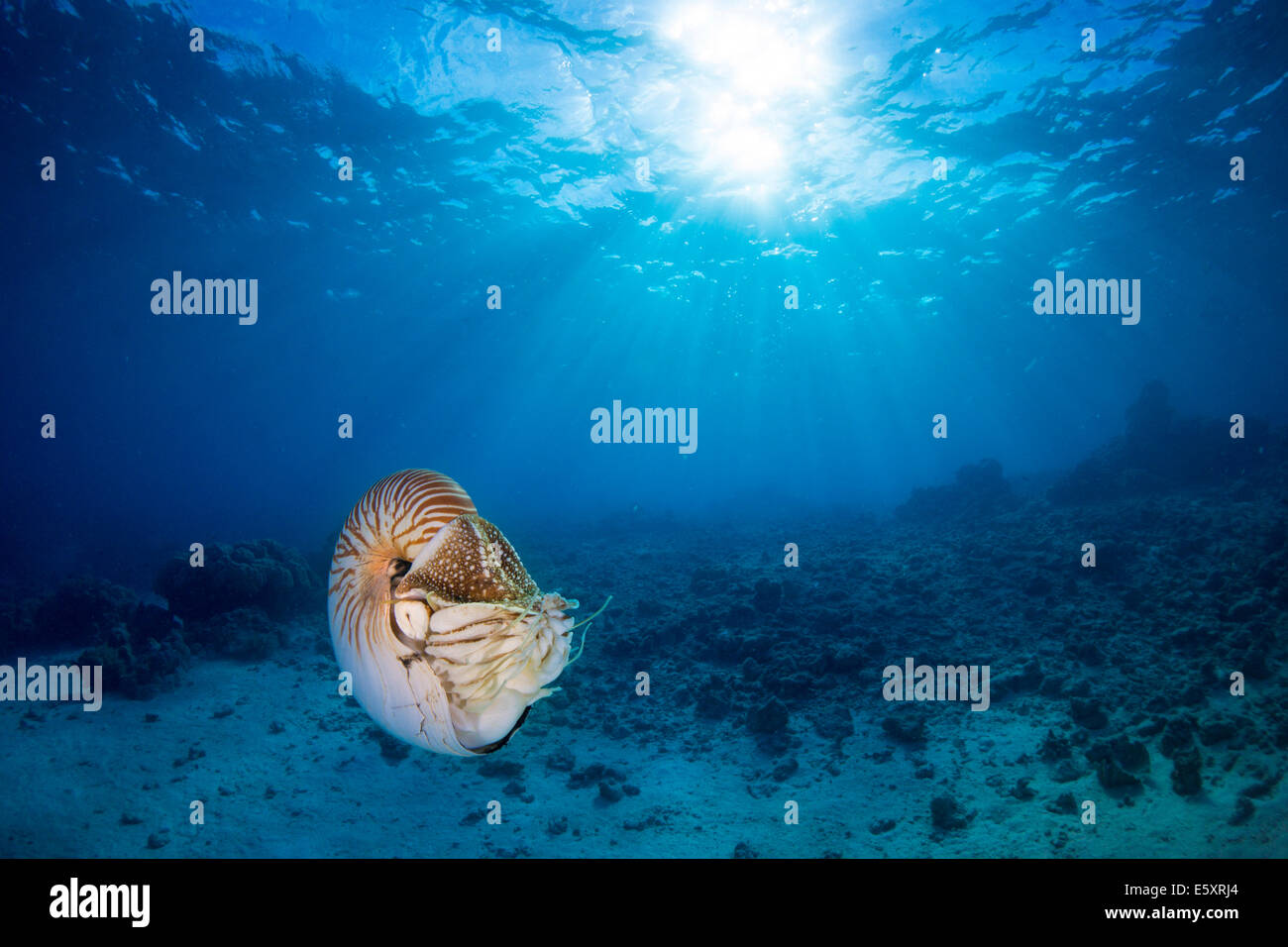 Nautilus Nautilus (belauensis), Palaos Banque D'Images