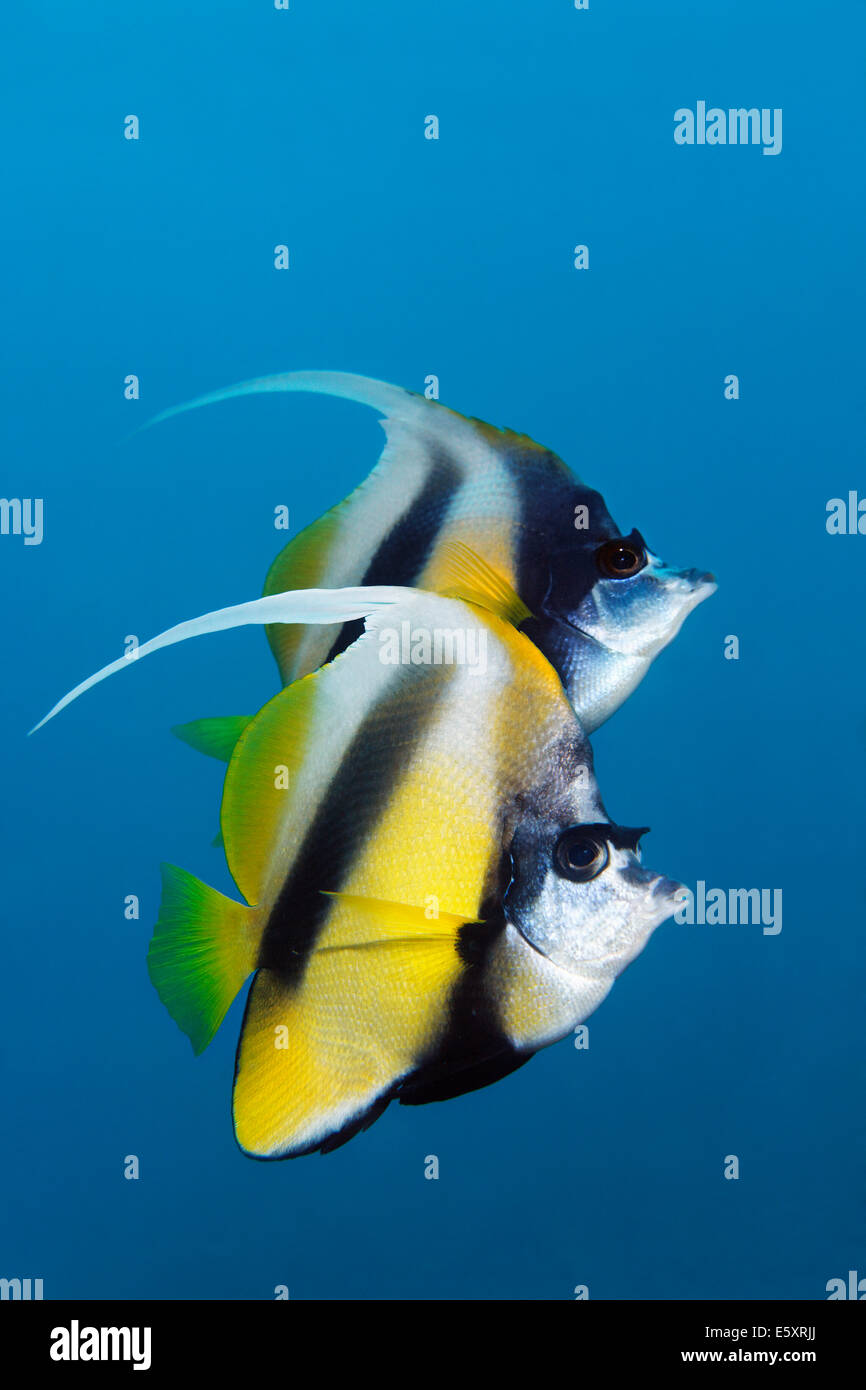 Deux Red Sea Bannerfish (Heniochus intermedius), Makadi Bay, Mer Rouge, Hurghada, Egypte Banque D'Images