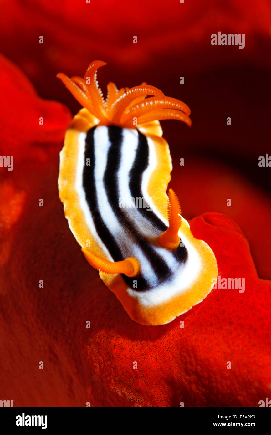 Chromodoris quadricolor sea slug (Chromodoris quadricolor) sur le feu d'une éponge, Makadi Bay, Mer Rouge, Hurghada, Egypte Banque D'Images
