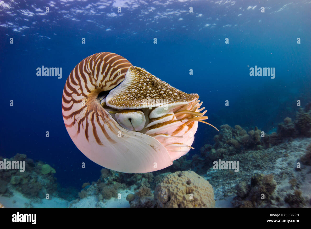 Nautilus Nautilus (belauensis), Palaos Banque D'Images