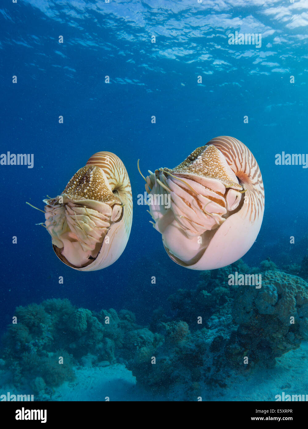 Belauensis Nautiluses Palau (Nautilus), Palaos Banque D'Images