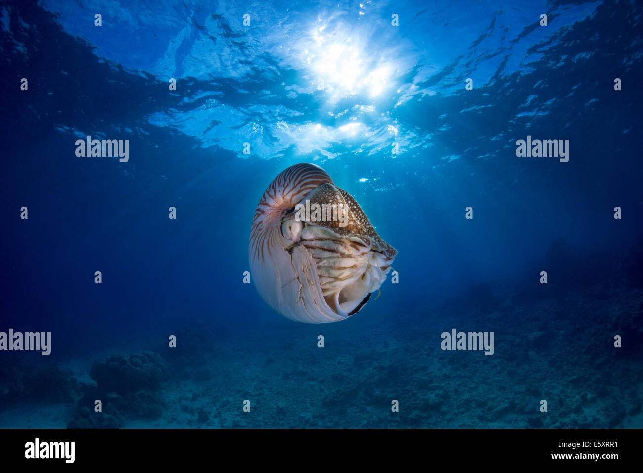 Nautilus Nautilus (belauensis), Palaos Banque D'Images