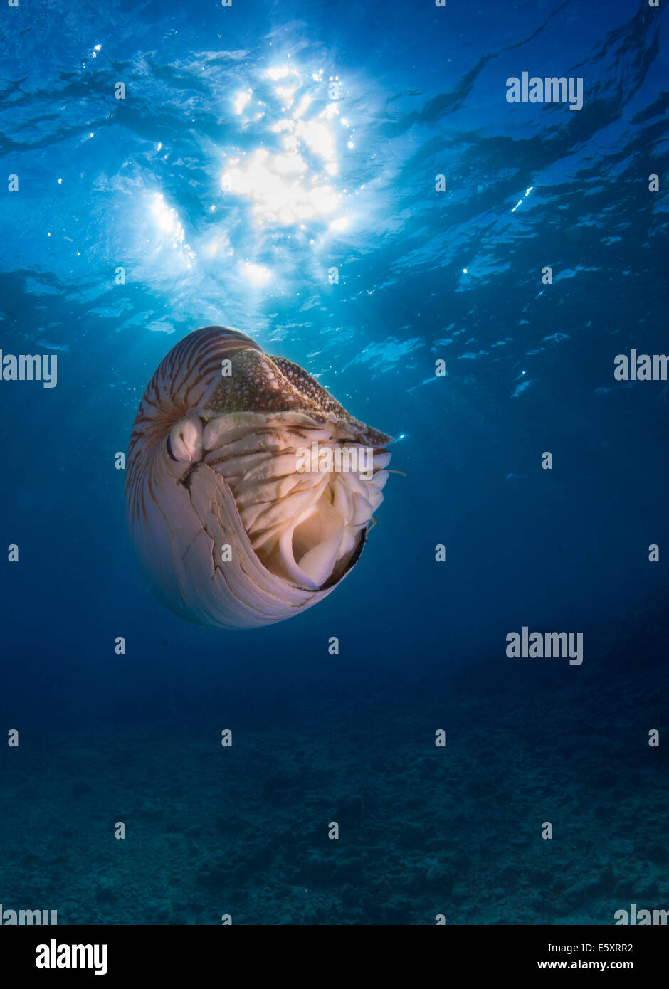 Nautilus Nautilus (belauensis), Palaos Banque D'Images