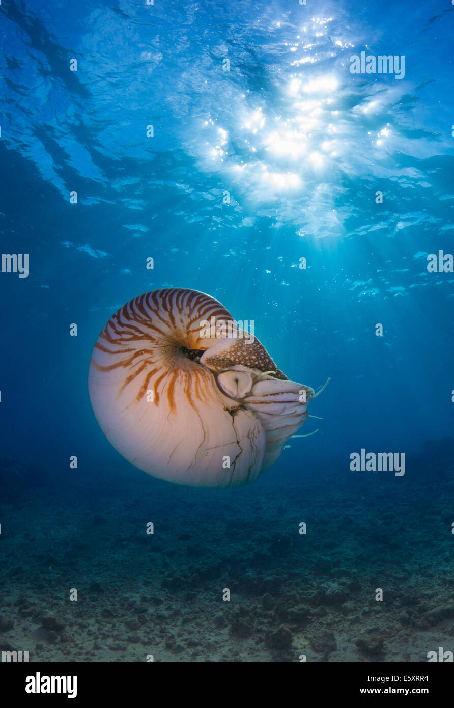 Nautilus Nautilus (belauensis), Palaos Banque D'Images