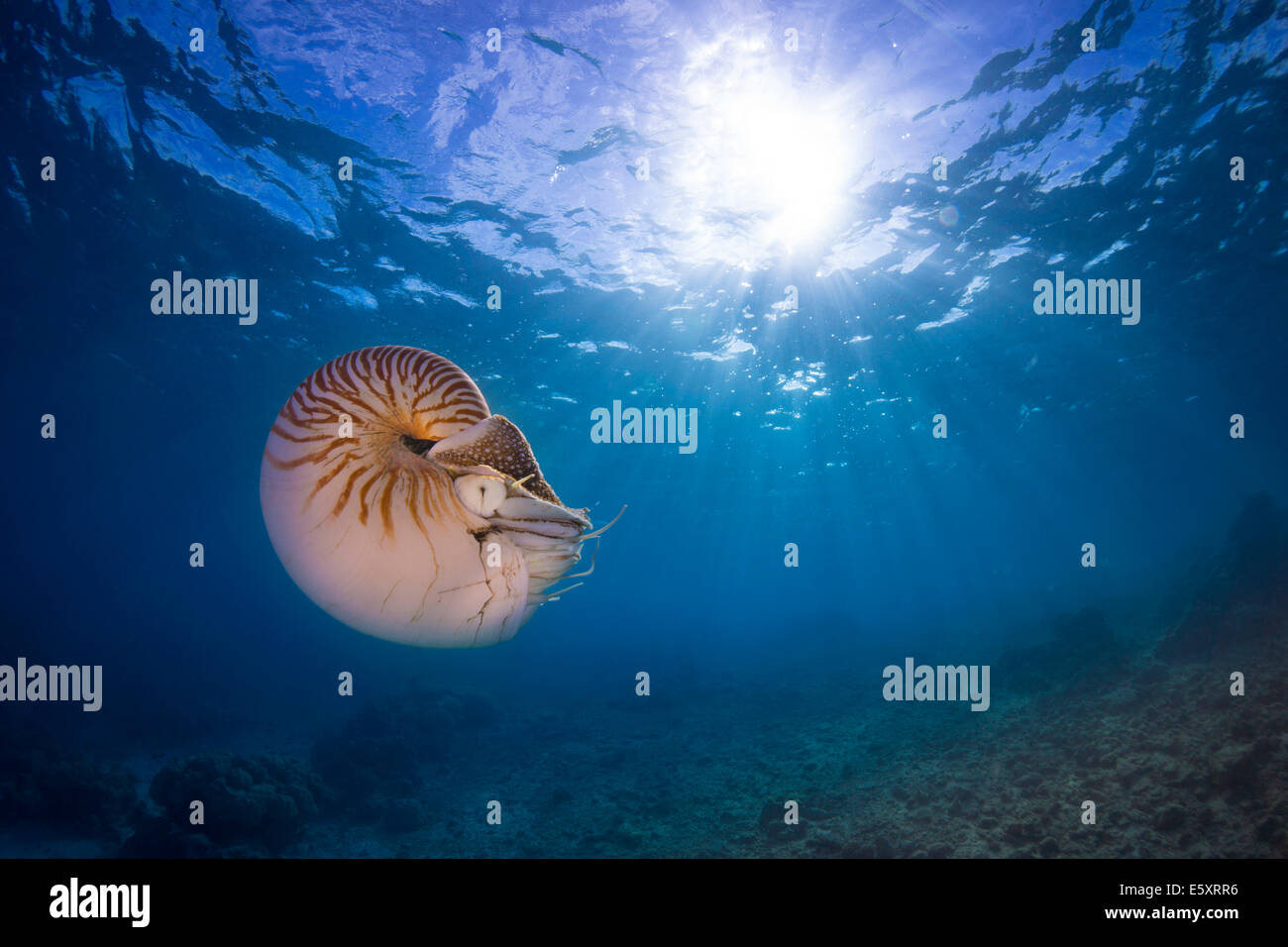 Nautilus Nautilus (belauensis), Palaos Banque D'Images