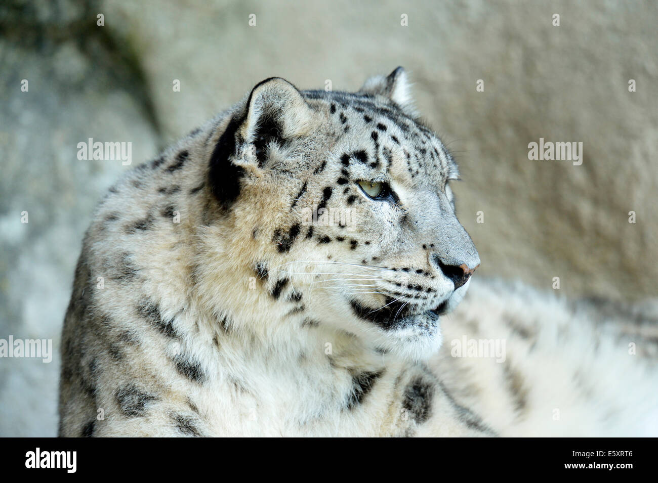 Snow Leopard (Panthera uncia), adulte, femme, captive Banque D'Images