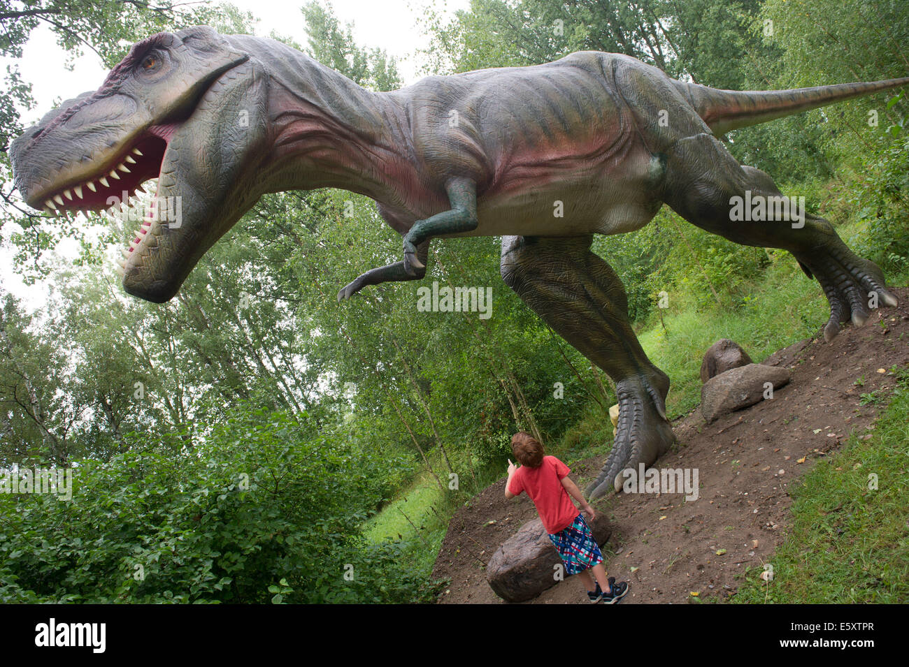 Rügen, Allemagne. Le 06 août, 2014. Le modèle de "dinosaure Tyrannosaurus Rex' à terre près de la canette sur l'île de Rügen, Allemagne, 06 août 2014. Le parc est une attraction touristique avec environ 15 acres et plus de 100 modèles de dinosaures. Il raconte l'histoire de l'eau de la première créature à l'ère tertiaire. L'État a donné 160 000 euros pour le site de rénovation et d'expansion. 50 000 personnes sont venues au parc en 2013. Photo : STEFAN SAUER/dpa/Alamy Live News Banque D'Images