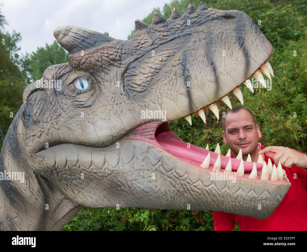 Rügen, Allemagne. Le 06 août, 2014. Marcel employé Kunkel contrôler les dents dans le modèle de "dinosaure Allosaurus' à terre près de la canette sur l'île de Rügen, Allemagne, 06 août 2014. Le parc est une attraction touristique avec environ 15 acres et plus de 100 modèles de dinosaures. Il raconte l'histoire de l'eau de la première créature à l'ère tertiaire. L'État a donné 160 000 euros pour le site de rénovation et d'expansion. 50 000 personnes sont venues au parc en 2013. Photo : STEFAN SAUER/dpa/Alamy Live News Banque D'Images