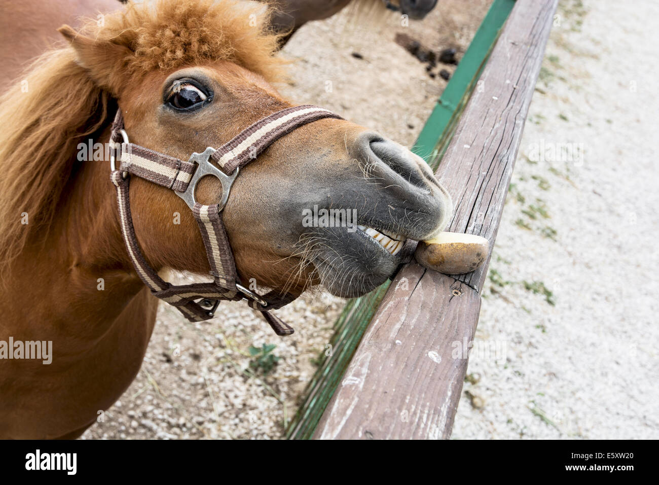 Falabella cheval miniature mange de la pomme de terre. Banque D'Images