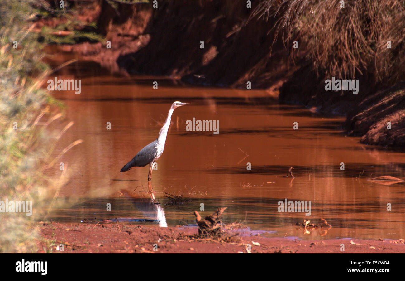 White-necked heron Ardea pacifica Banque D'Images