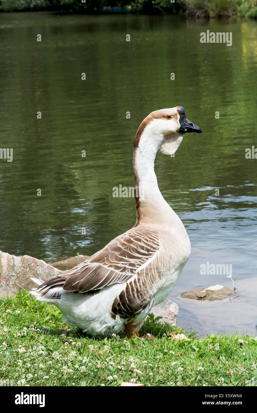 L'oie cygnoïde (Anser cygnoides) est un rare grand goose avec une aire de reproduction naturelle dans l'intérieur de la Mongolie, à l'extrémité nord de la Chine, et Banque D'Images