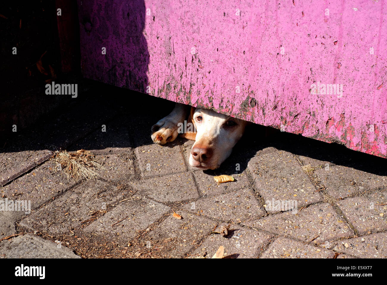 Un chien poussant sa tête par l'espace sous une porte Photo Stock - Alamy