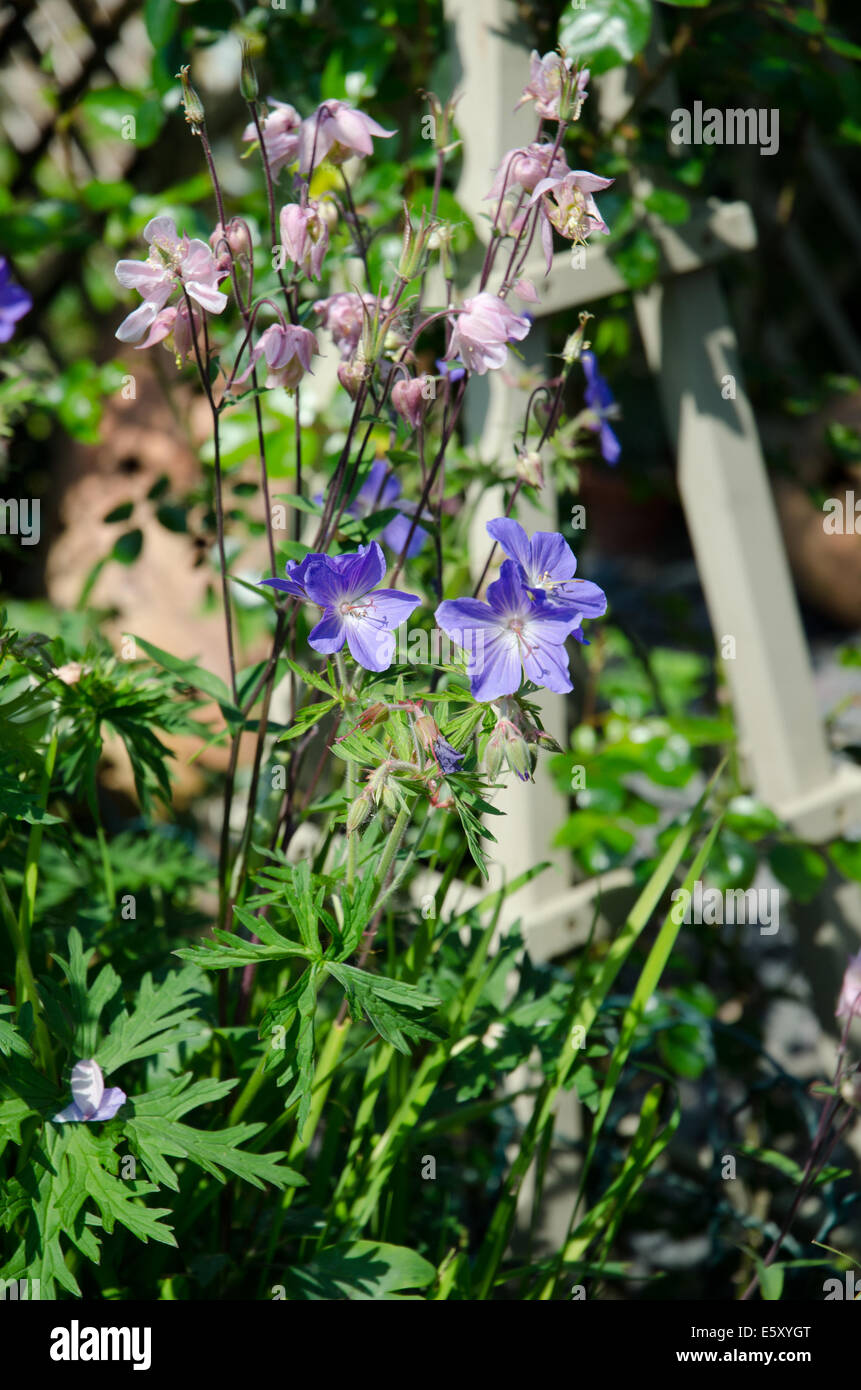 Geraniaceae géranium bleu fleur frontière d'été Banque D'Images