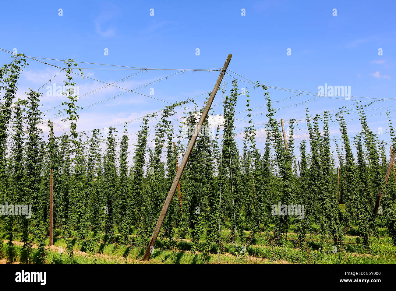 La culture de houblon dans un champ en Bavière, Allemagne Banque D'Images