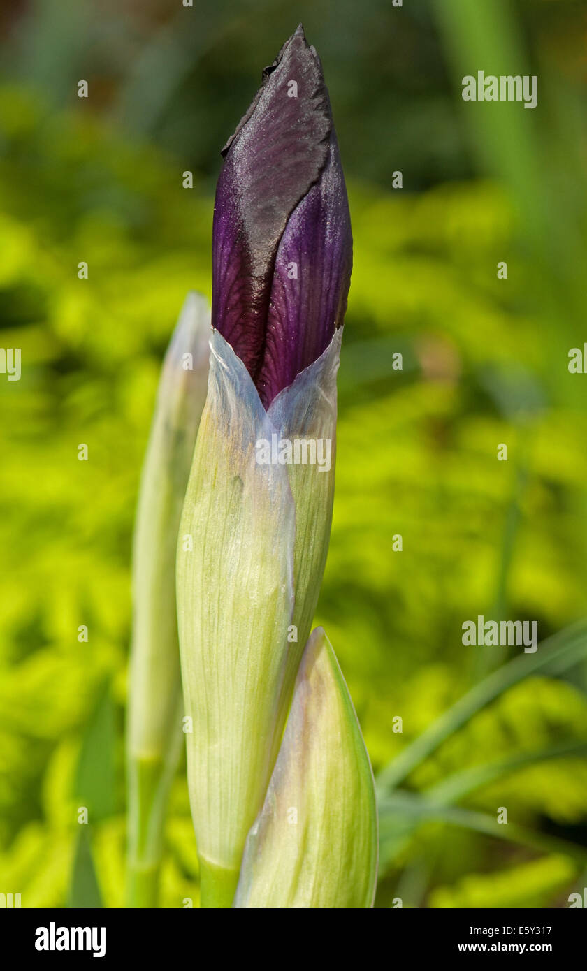 Iris mauve ouverture bouton floral Banque D'Images