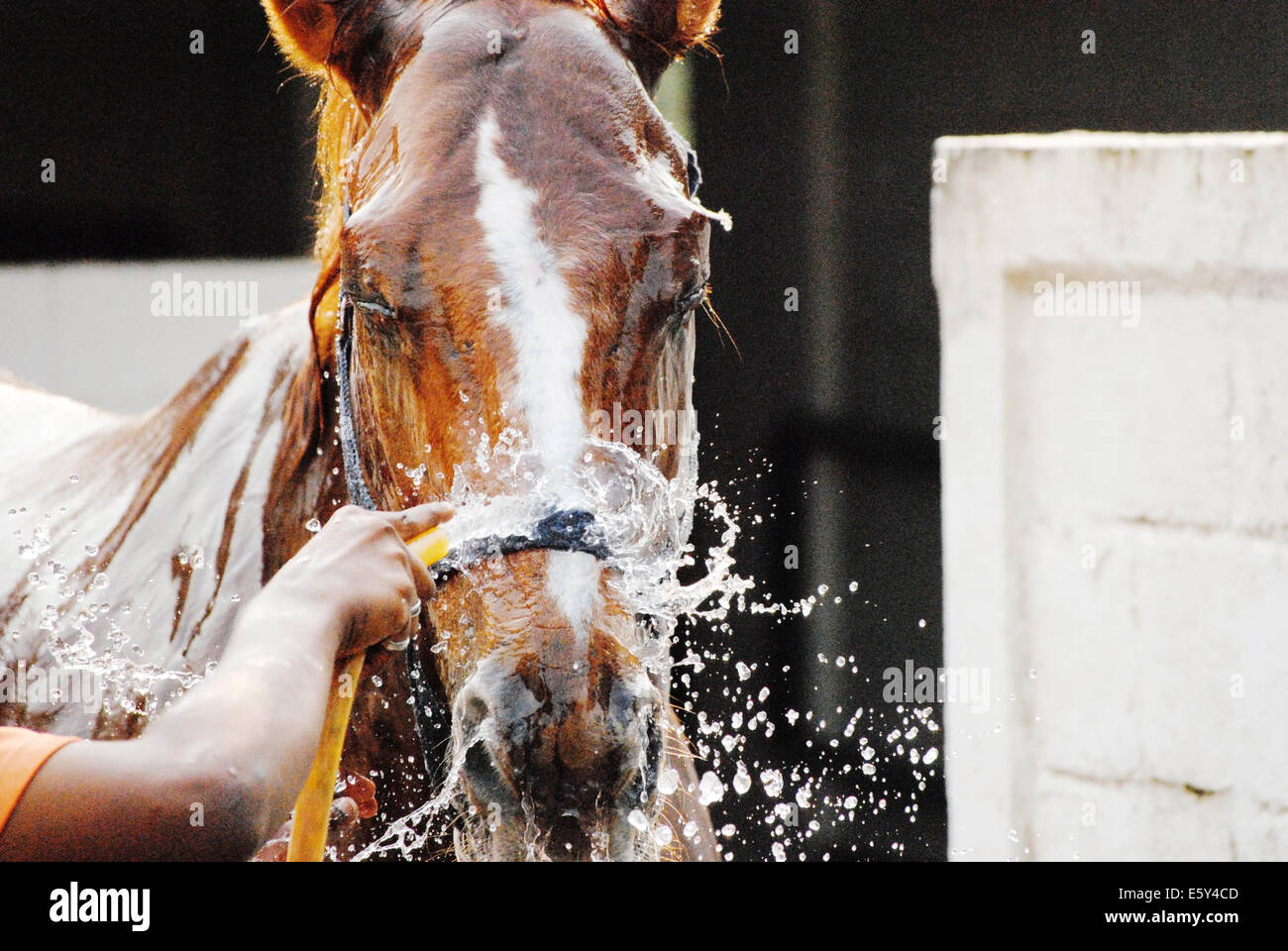 La baie d'un cheval a une douche dans une journée ensoleillée. L'eau éclabousse autour de tête de cheval avec une bande blanche. Les yeux du cheval sont fermées Banque D'Images