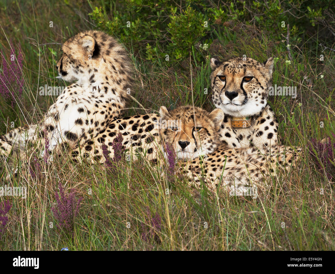 Mère guépard femelle avec radio tracking col et 2 oursons, détendue et le contenu, à regarder à partir d'une colline herbeuse sur game park Banque D'Images