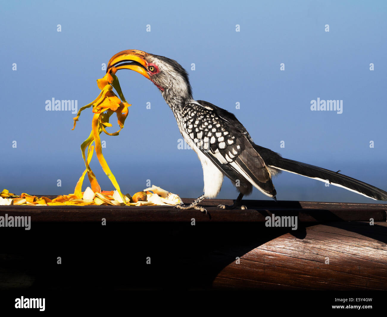 Bec de corne à bec jaune oriental se nourrissant de peau de fruit de pawpaw de table à oiseaux dans le parc animalier de Mabalingwe, Afrique du Sud Banque D'Images