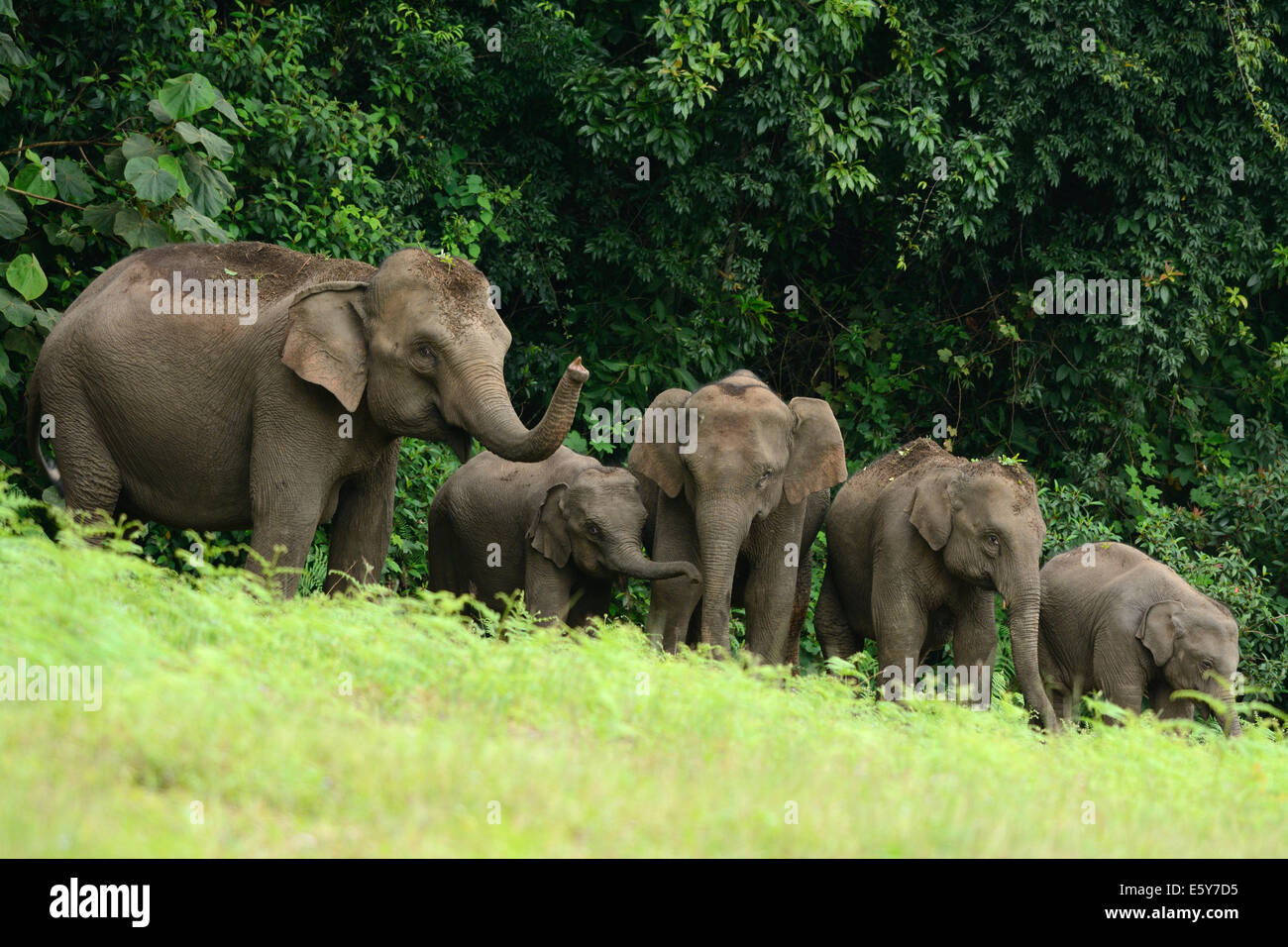 Belle Famille d'éléphant d'Asie (Elephas maximus) au parc national de Khao-Yai,Thailand Banque D'Images