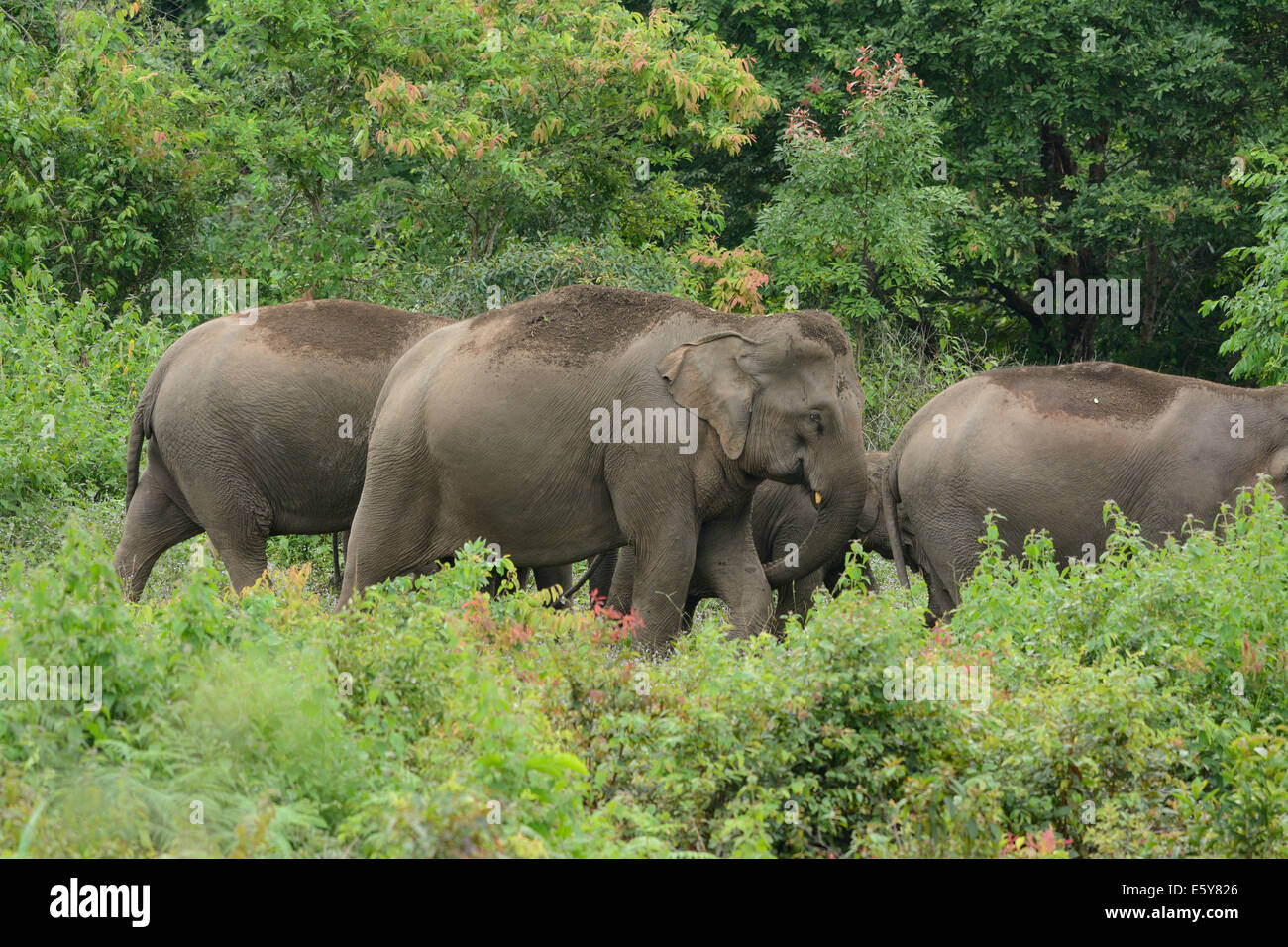 Belle Famille d'éléphant d'Asie (Elephas maximus) au parc national de Khao-Yai,Thailand Banque D'Images