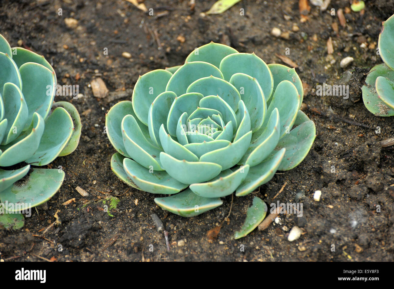 Les plantes vertes plantées par le conseil à un parc public, à London, en Ontario. Banque D'Images