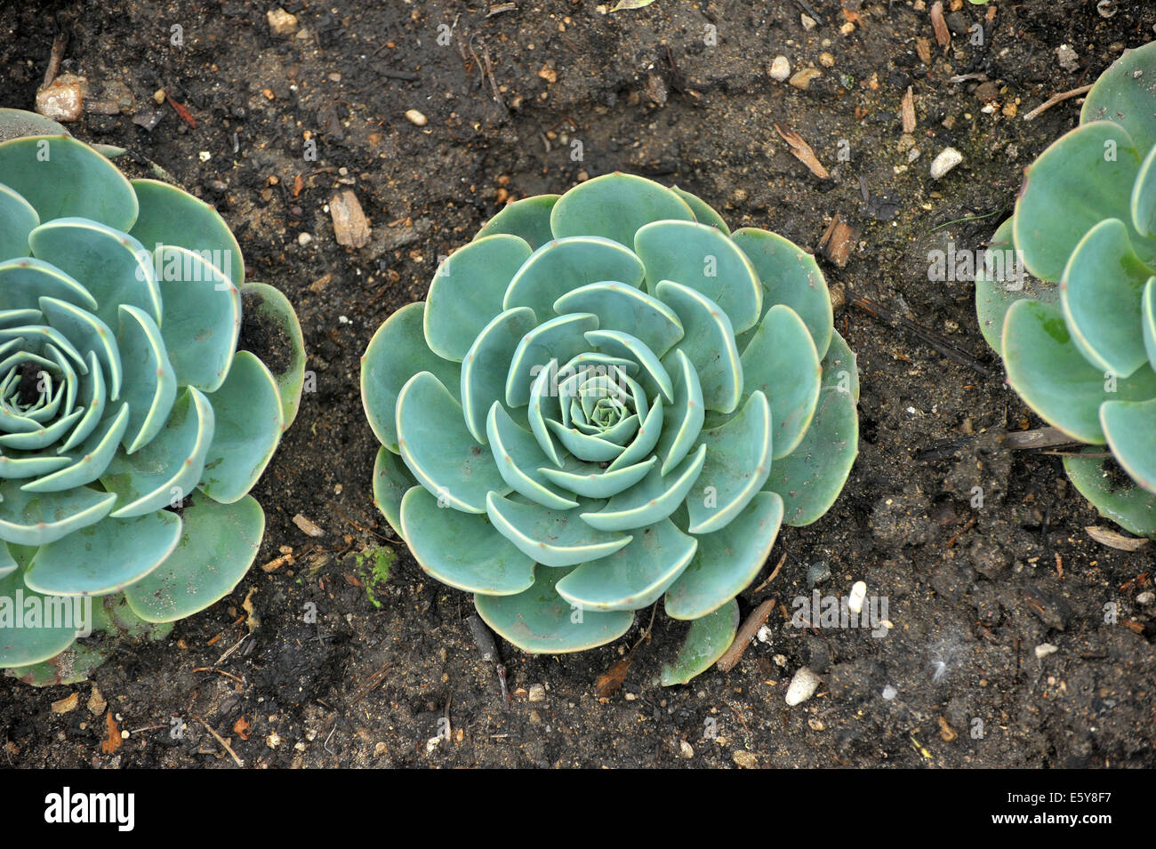Les plantes vertes plantées par le conseil à un parc public, à London, en Ontario. Banque D'Images