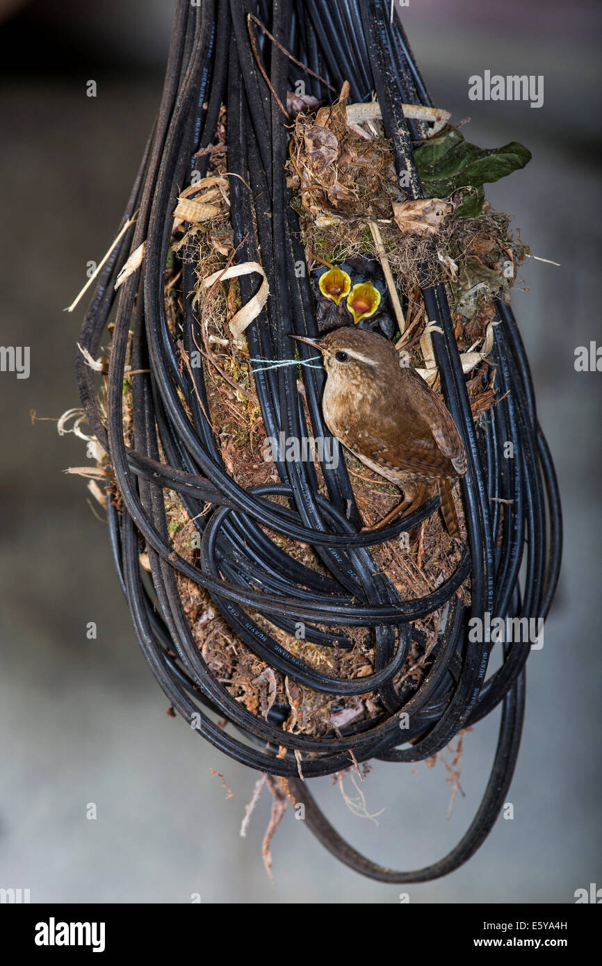 Troglodyte mignon (Troglodytes troglodytes) et des nouveau-nés dans le nid fait d'alimentation dans le fil électrique dans le garage de la maison Banque D'Images