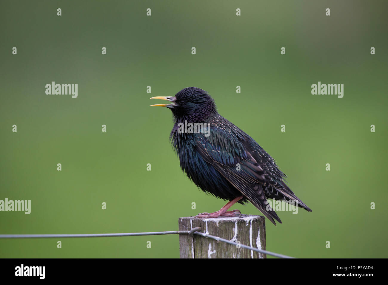 Étourneau sansonnet Sturnus vulgaris, affichage sur le post Banque D'Images