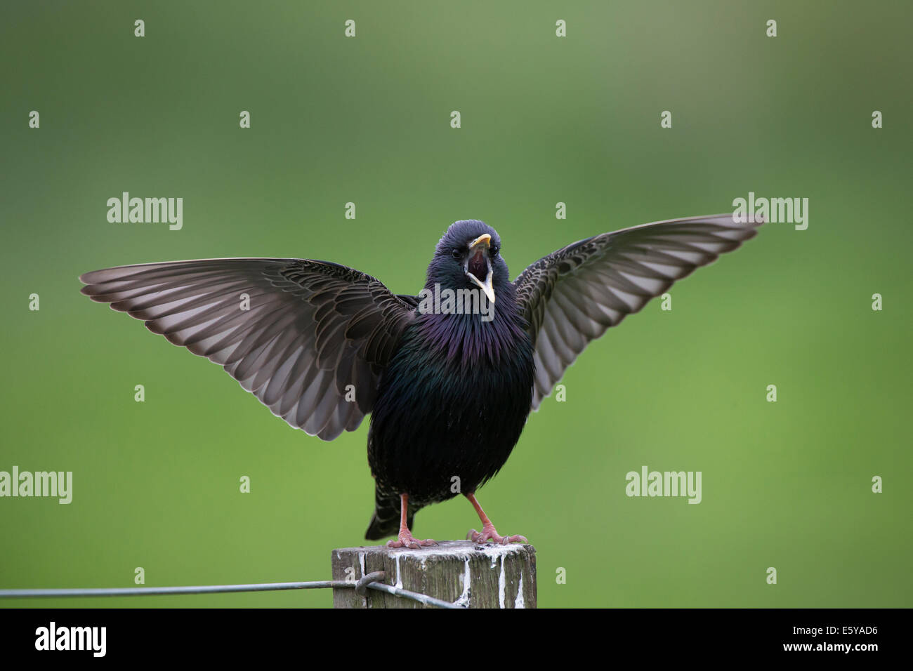 Étourneau sansonnet Sturnus vulgaris, affichage sur le post Banque D'Images