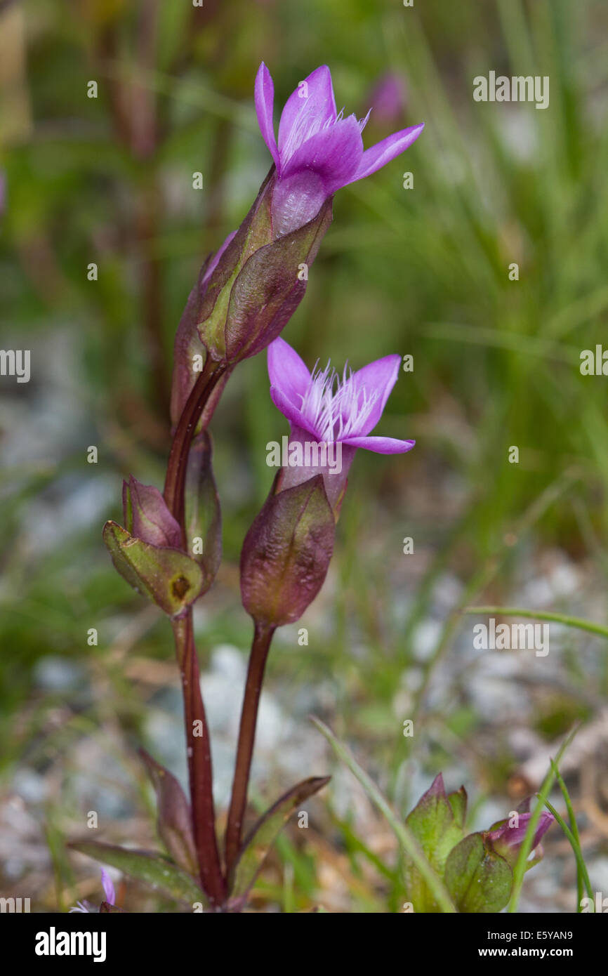 Gentiane (Gentiana campestris champ campestris) flower Banque D'Images