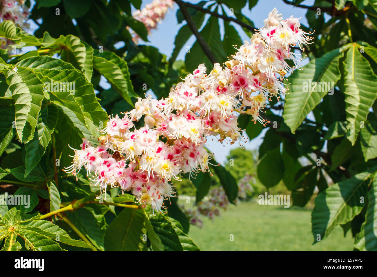 Horse-chestnut tree, Aesculus hippocastanum, avec les fleurs du printemps en fleurs Banque D'Images