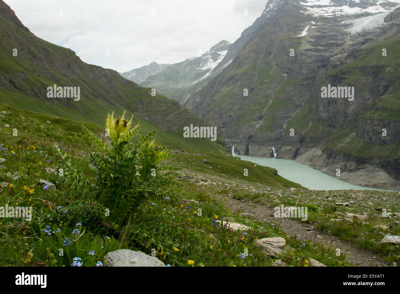 Spiniest Cirsium spinosissimum) sur une colline surplombant un lac glaciaire Banque D'Images