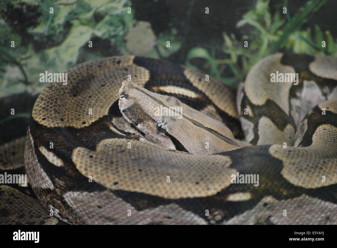 Photographie en gros plan d'un boa constrictor (Boa constrictor) enroulé reposant avec des écailles finement motifs. Banque D'Images
