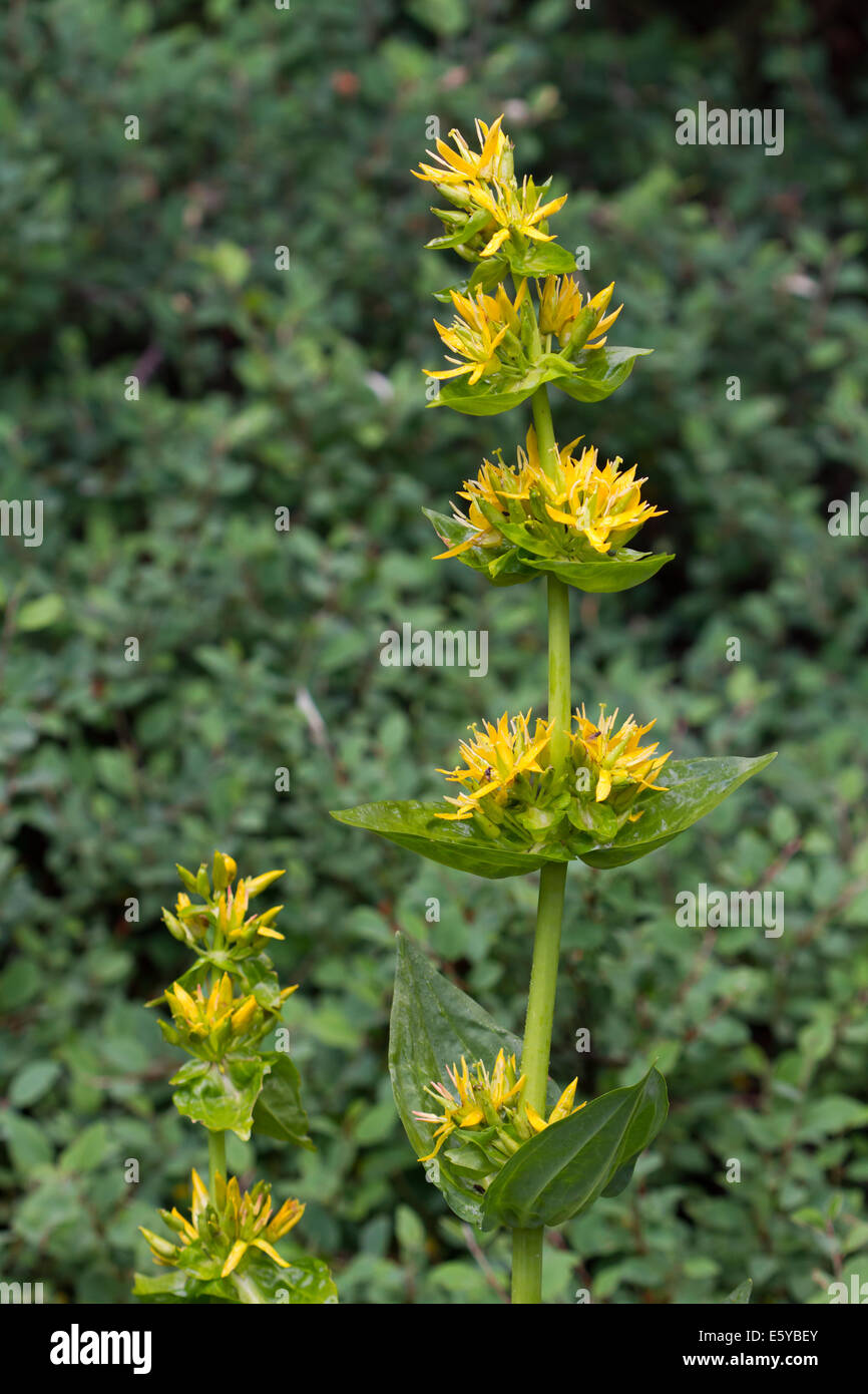Grande Gentiane jaune (Gentiana lutea Photo Stock - Alamy