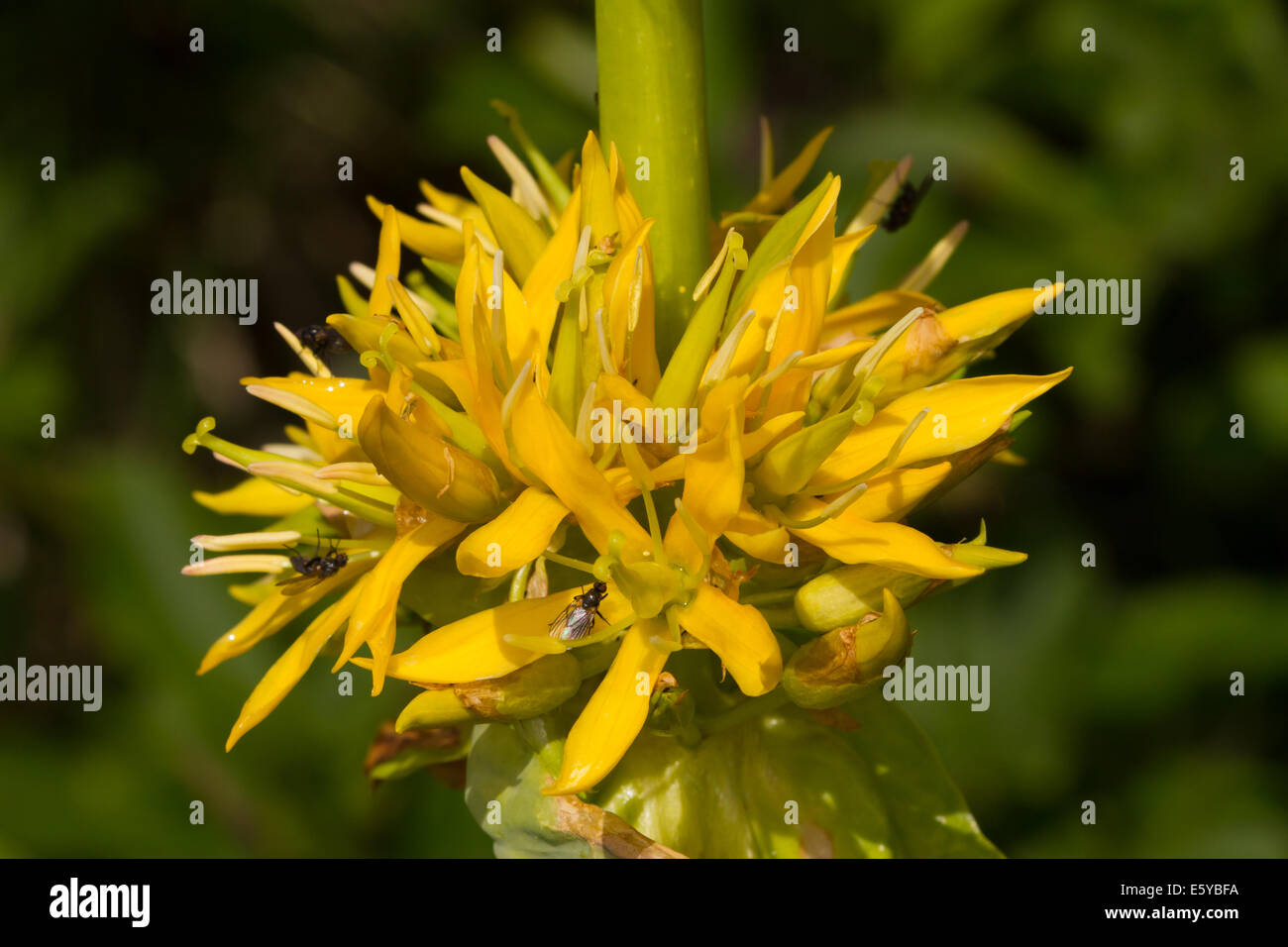 Grande Gentiane jaune (Gentiana lutea) Banque D'Images