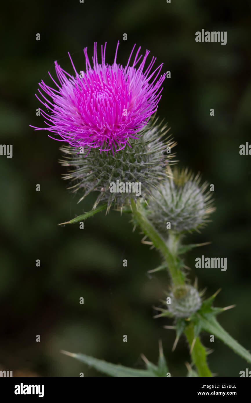 Spear Cirsium vulgare) flower Banque D'Images