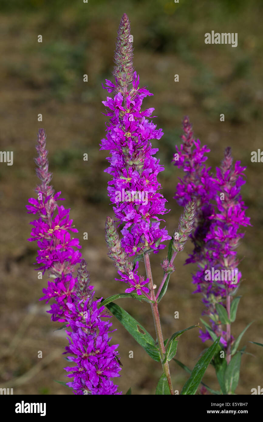 La Salicaire (Lythrum salicaria) flower Banque D'Images