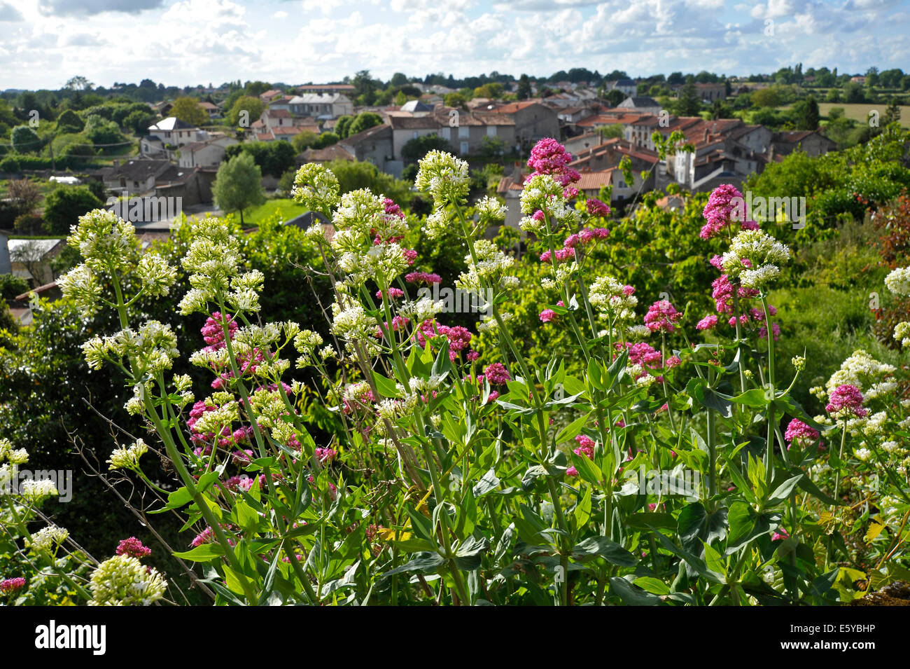 Fleurs sauvages en fleur dans la ville médiévale de Parthenay, France Banque D'Images