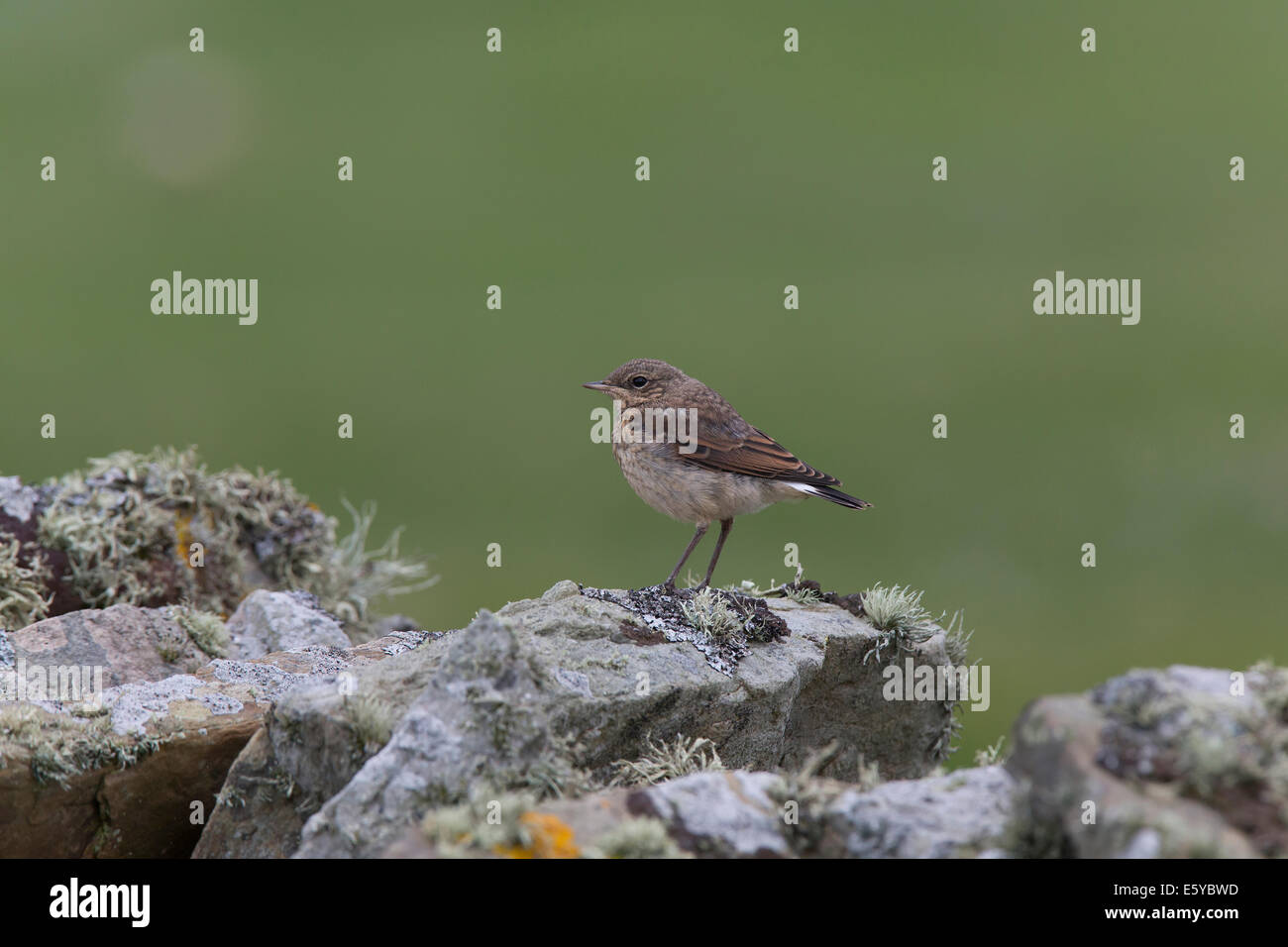 Oenantha jeune traquet motteux, Oenanthe, assis sur le mur de pierre Banque D'Images