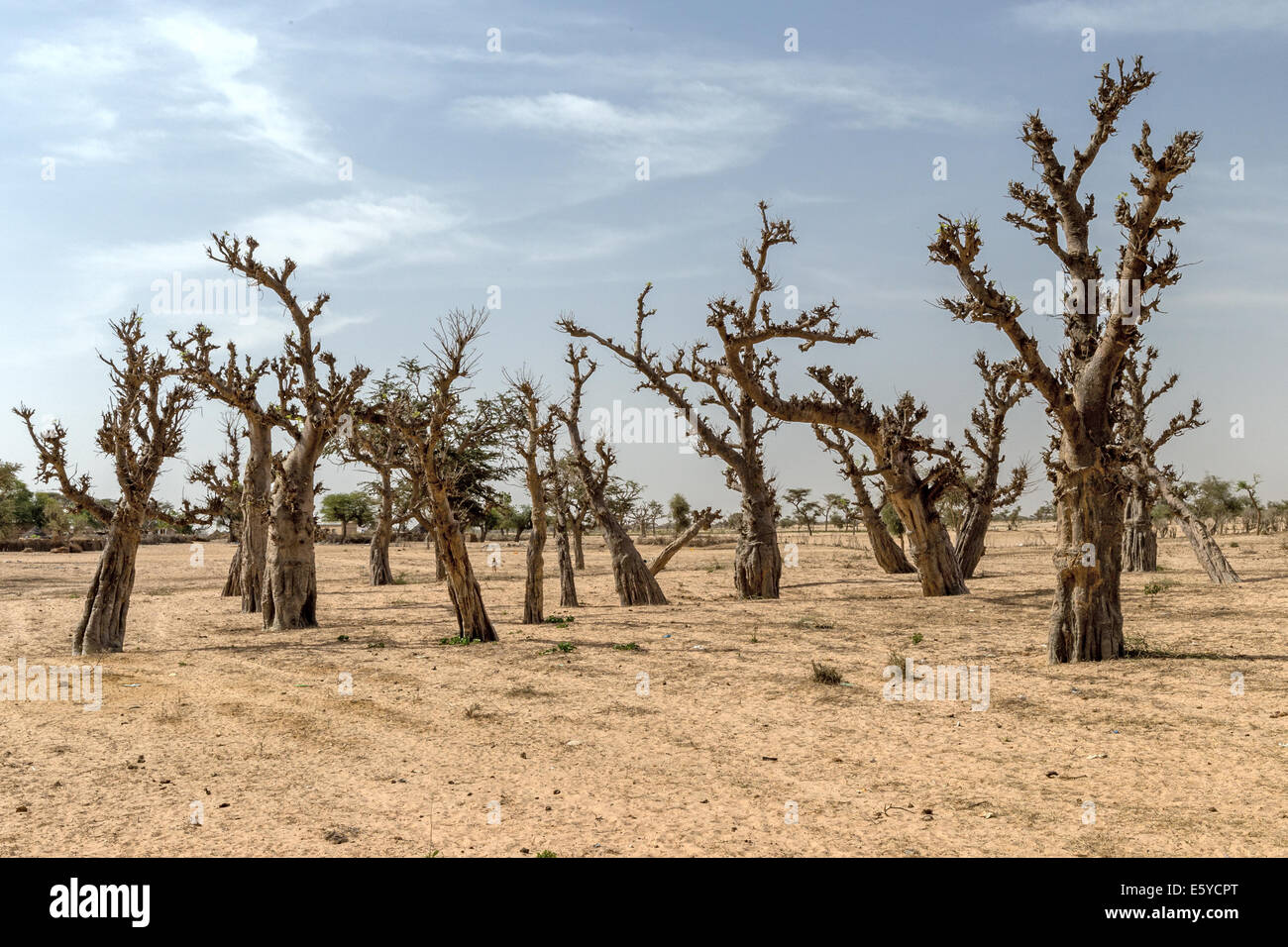 Forêt de baobab, Sénégal Banque D'Images