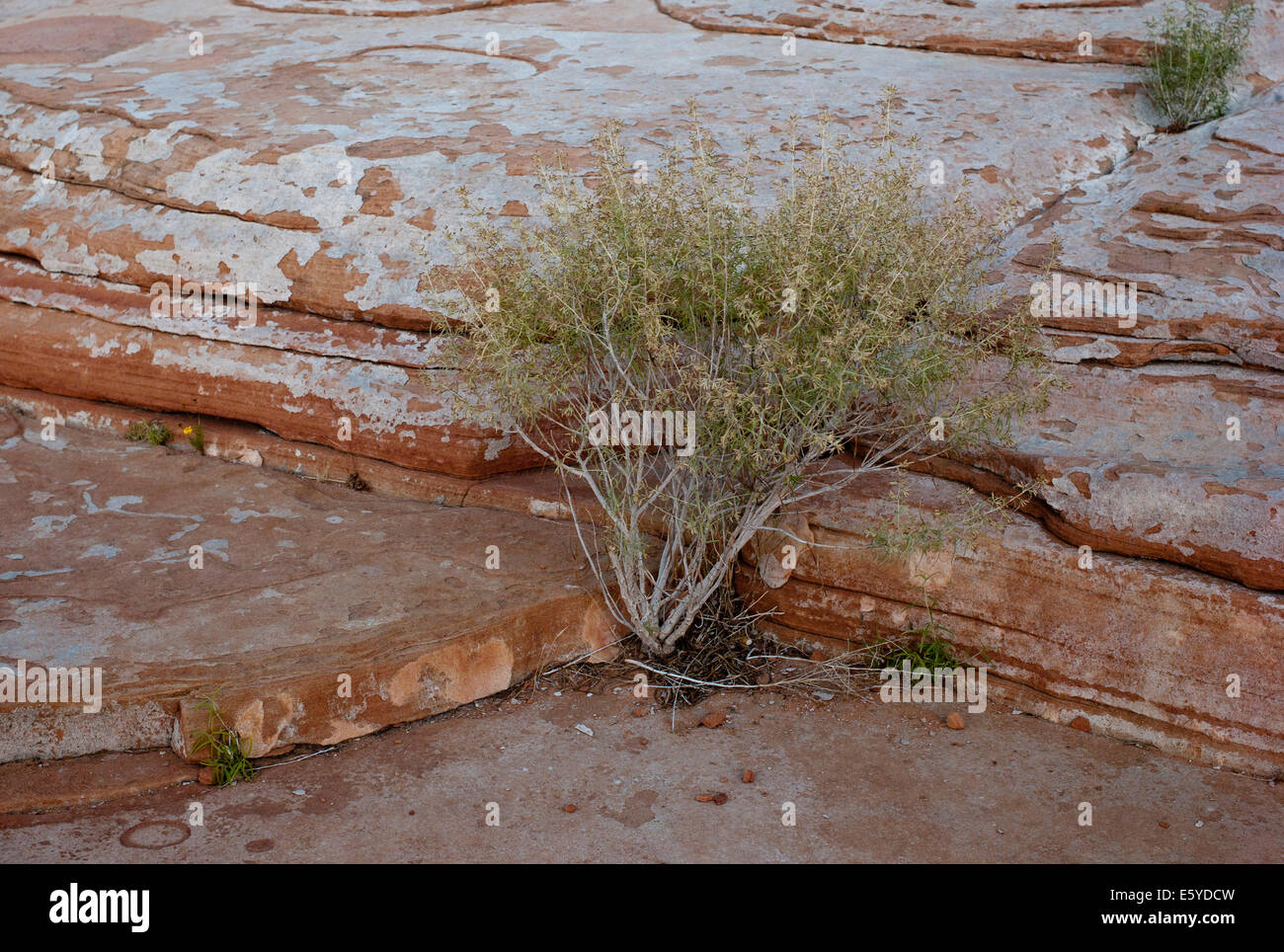 Plante qui pousse sur la roche, Utah, USA Banque D'Images