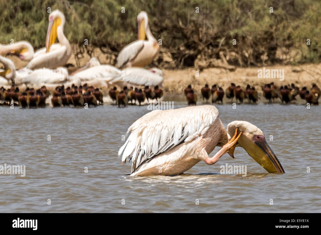 Grand Pélican blanc, alias pélican blanc de l'est, pélican rose ou pélican blanc, sanctuaire national d'oiseaux de Djoudj, Sénégal Banque D'Images