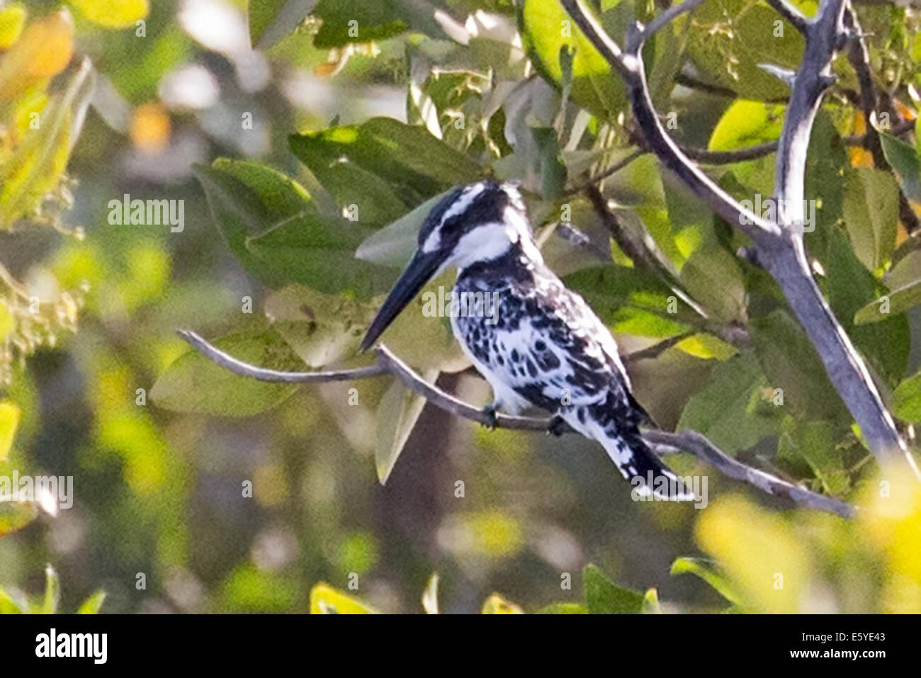 Pied Kingfisher, Ceryle rudis, dans un mangrove/brousse, Fimela, delta de la sine Saloum, Sénégal Banque D'Images