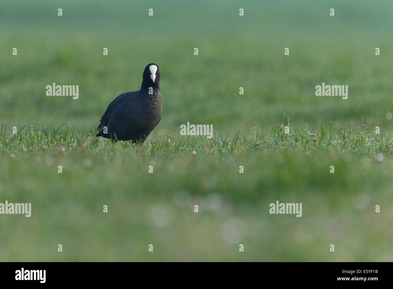 Foulque macroule walking in grass Banque D'Images