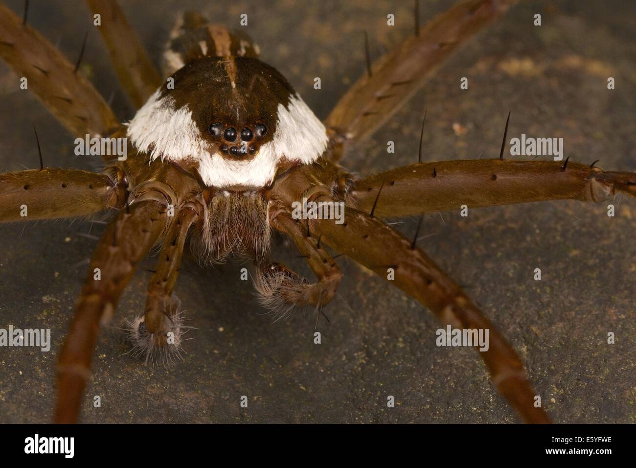 La pêche, une araignée Dolomedes sp. Le parc national de Kaeng Krachan, Thaïlande. Banque D'Images
