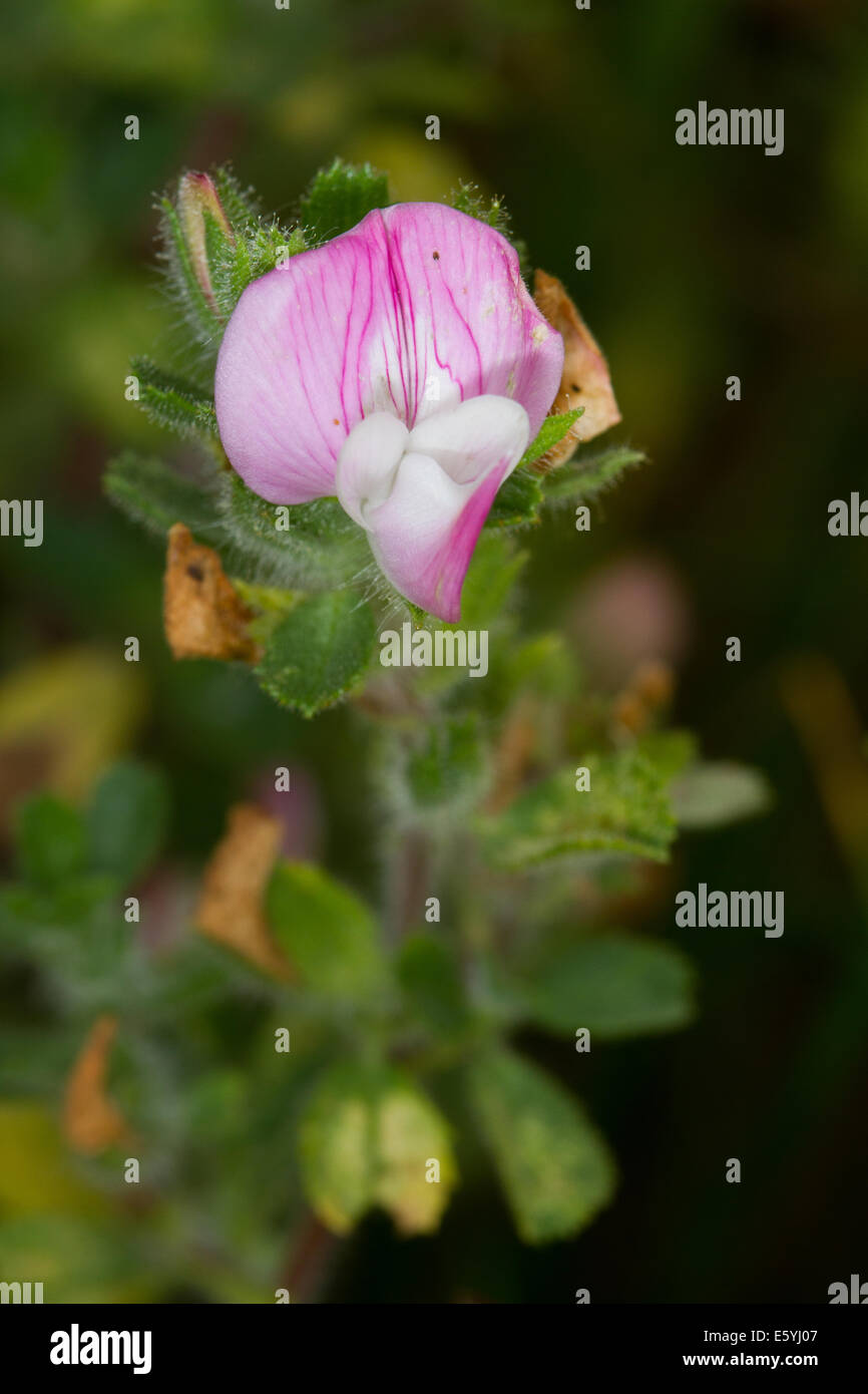 Common Restharrow (Ononis repens) Banque D'Images