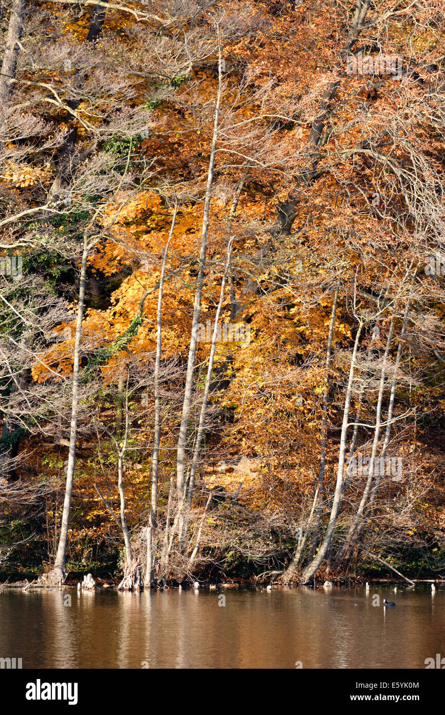 Feuillage automne coloré sur la rive du lac Schlachtensee à Berlin, Allemagne à l'automne 2011. Banque D'Images