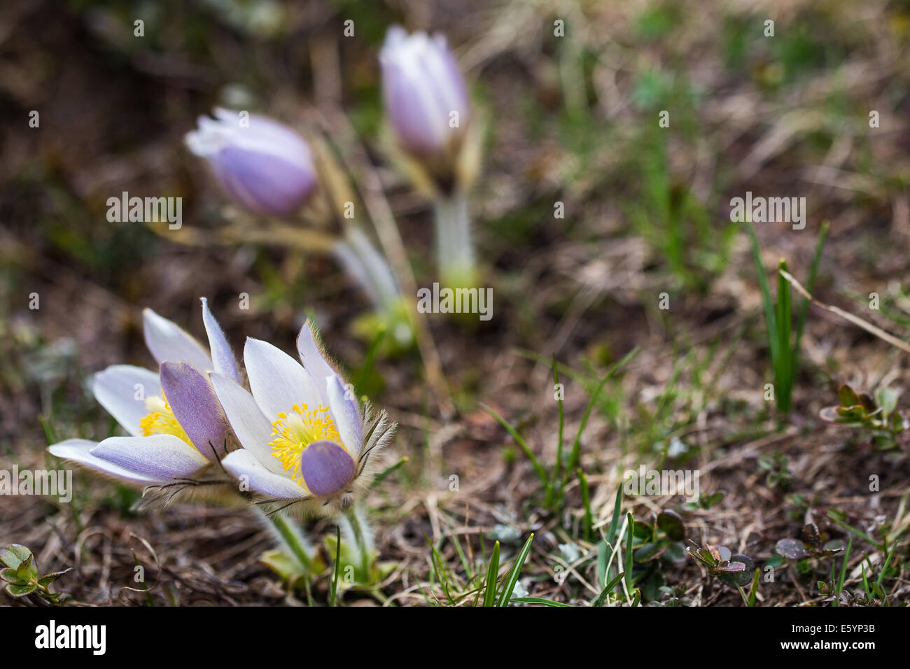 Pulsatilla vernalis. Anemone di primavera. Fleurs de montagne dans le groupe de montagne de Lagorai, Trentin. Alpes Italiennes. Banque D'Images